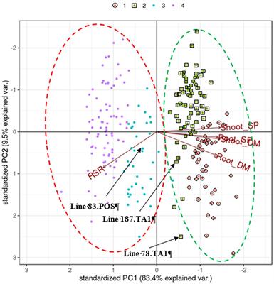Quantitative genetic analysis reveals potential to breed for improved white clover growth in symbiosis with nitrogen-fixing Rhizobium bacteria